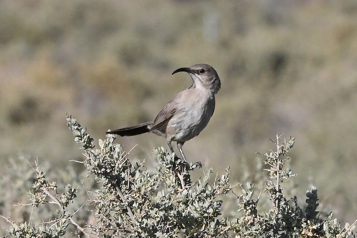 LeConte's Thrasher - ML638142346