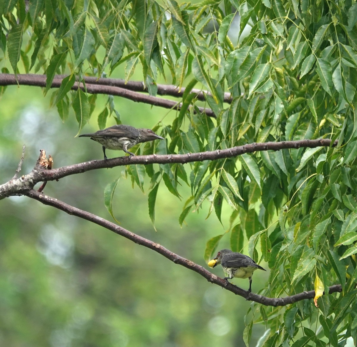 Asian Glossy Starling - ML638142348