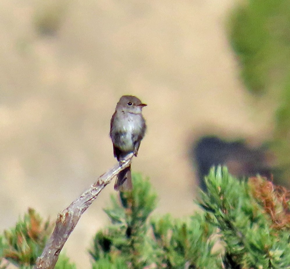 Gray Flycatcher - ML638142357