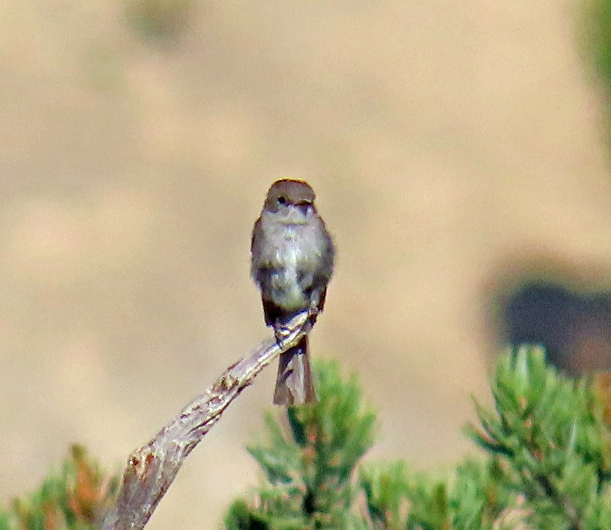 Gray Flycatcher - ML638142358