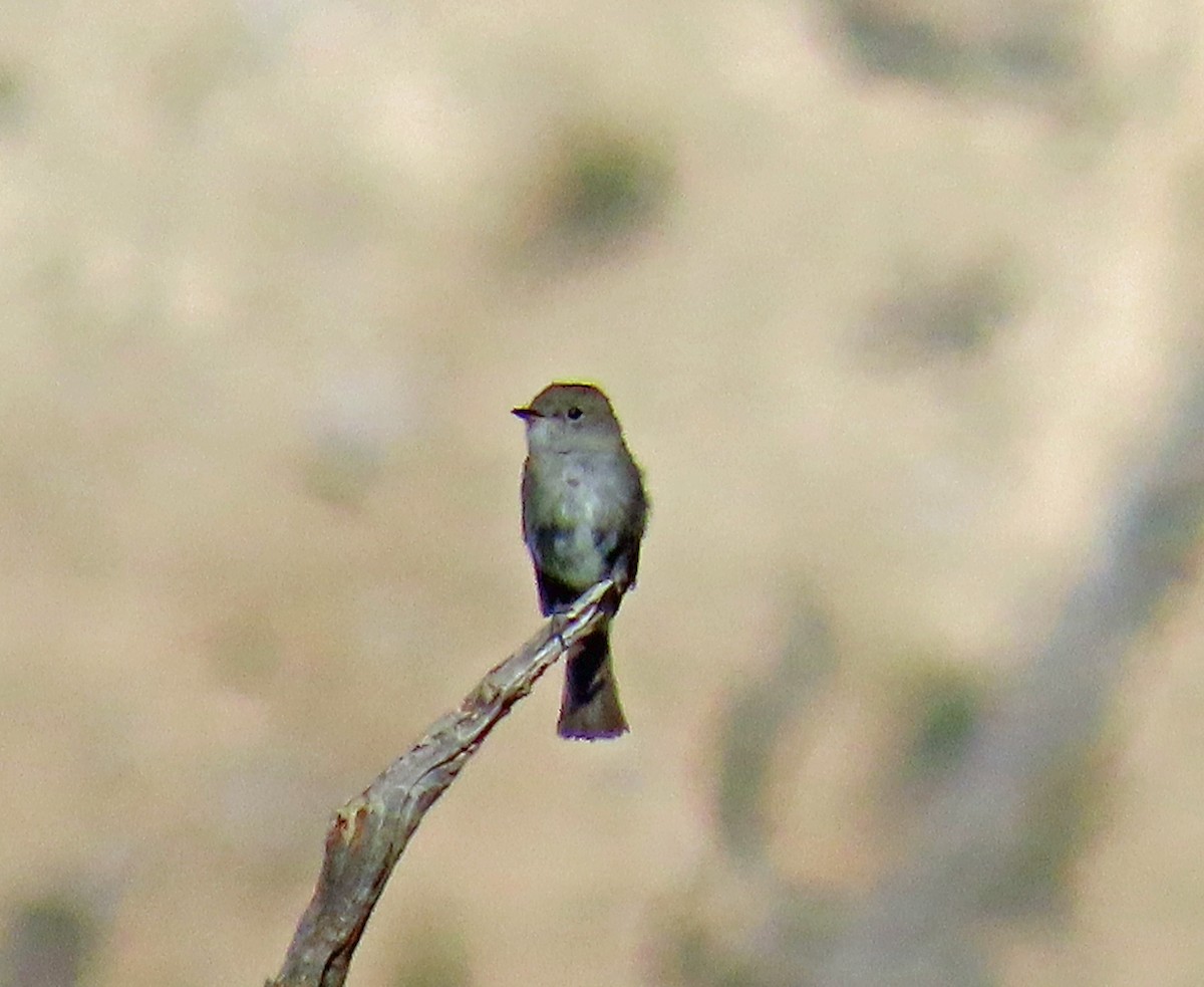 Gray Flycatcher - ML638142360