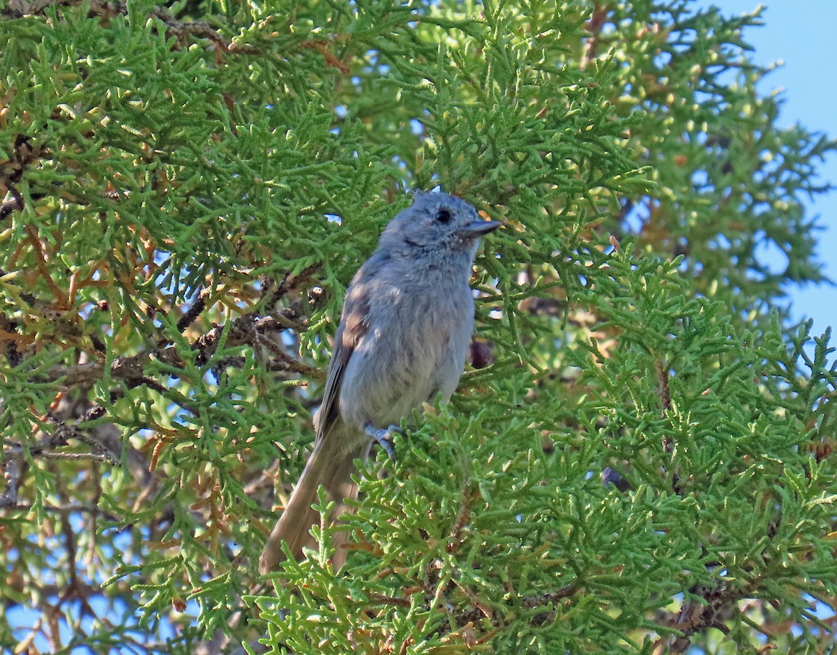 Juniper Titmouse - ML638142388