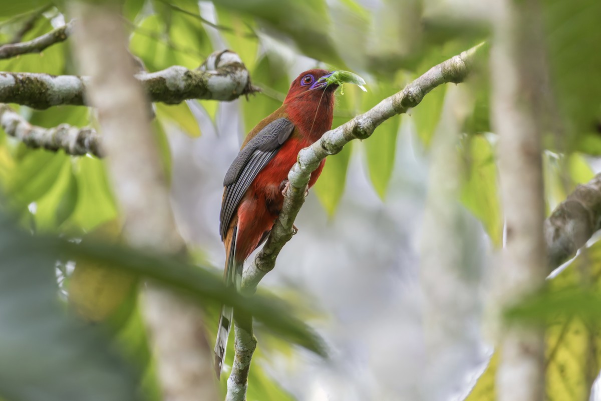 Red-headed Trogon - ML638142390