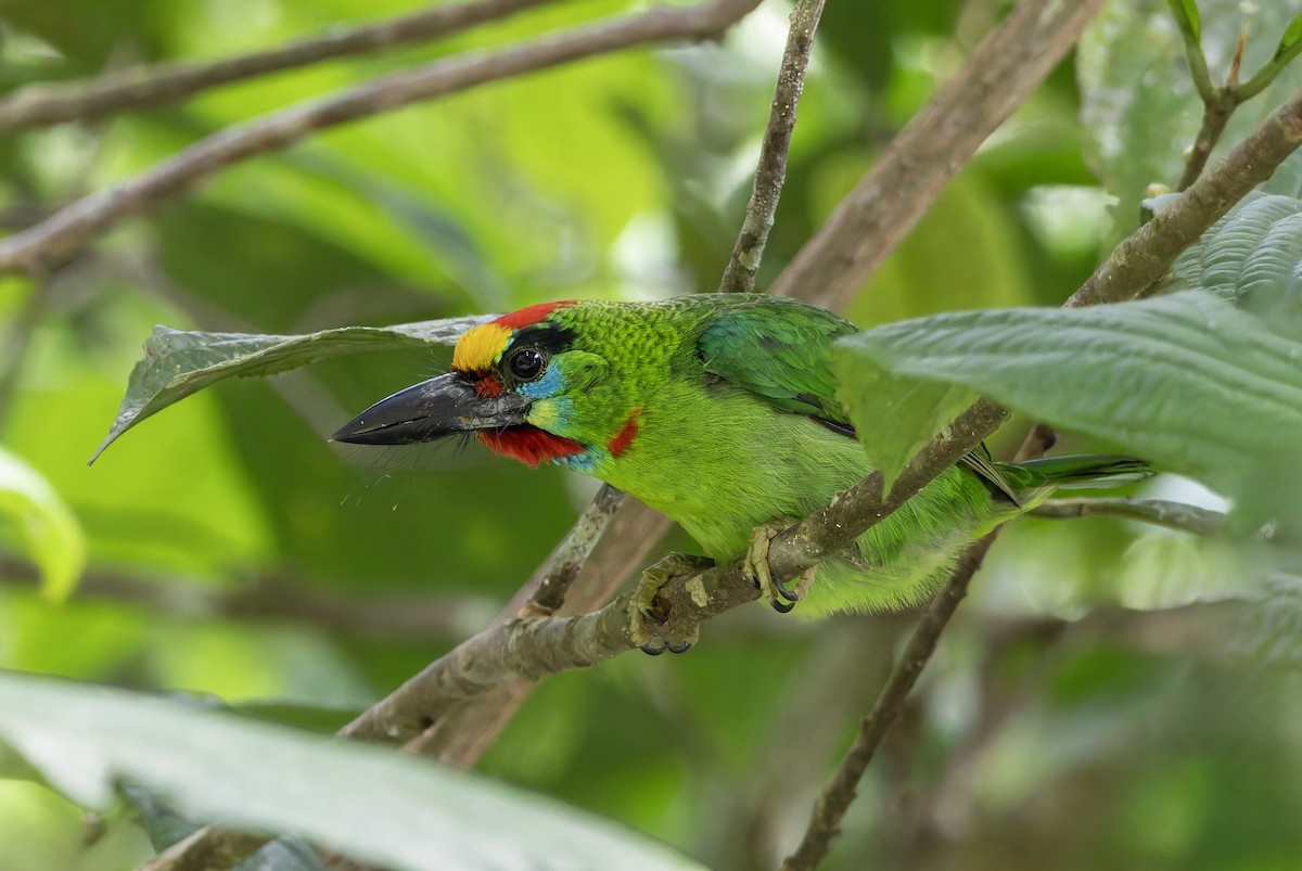 Red-throated Barbet - ML638142397