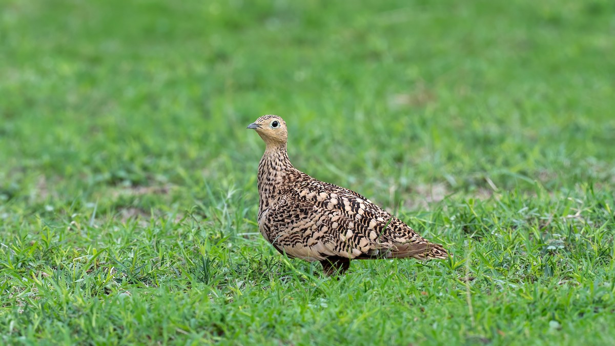 Chestnut-bellied Sandgrouse - ML638142401
