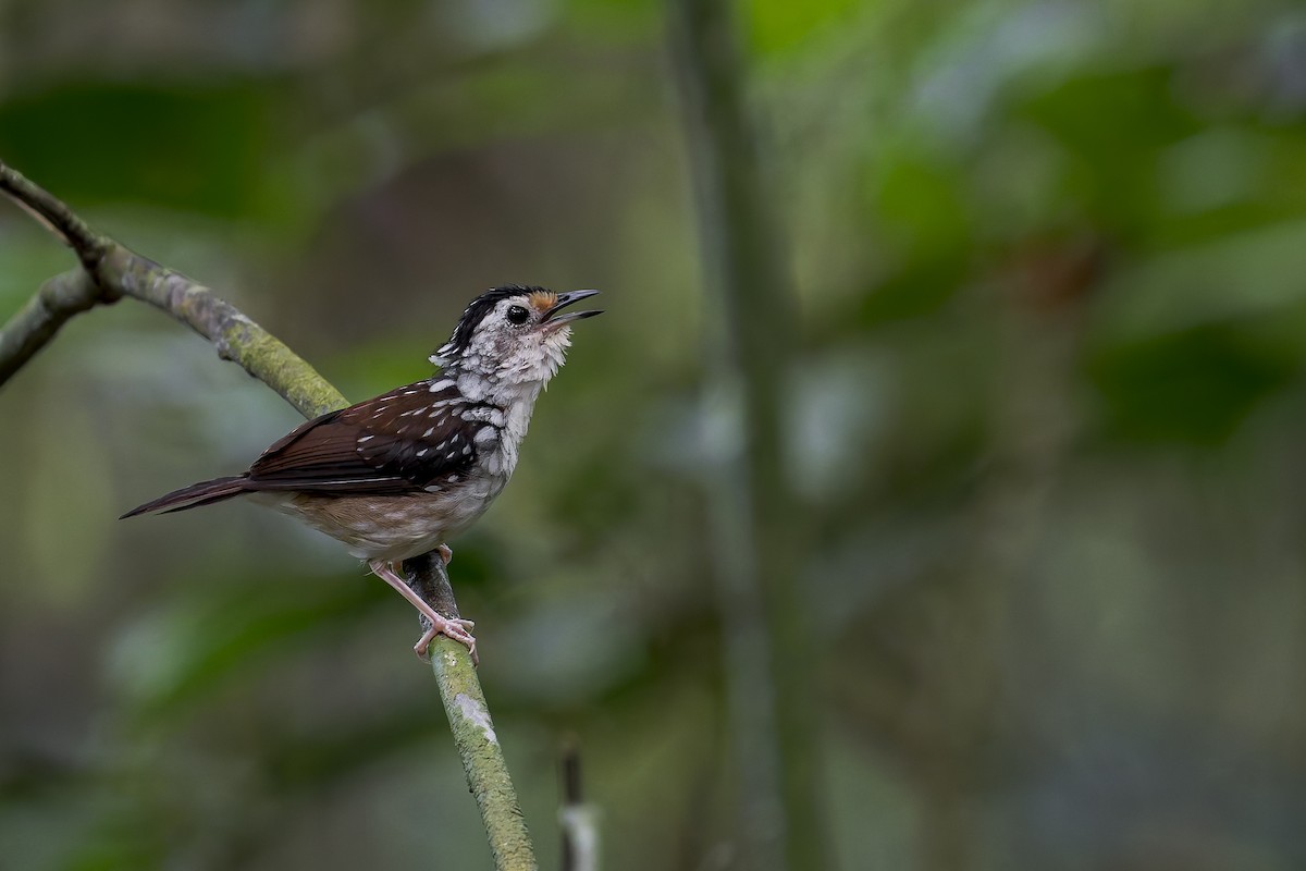 Striped Wren-Babbler - ML638142402