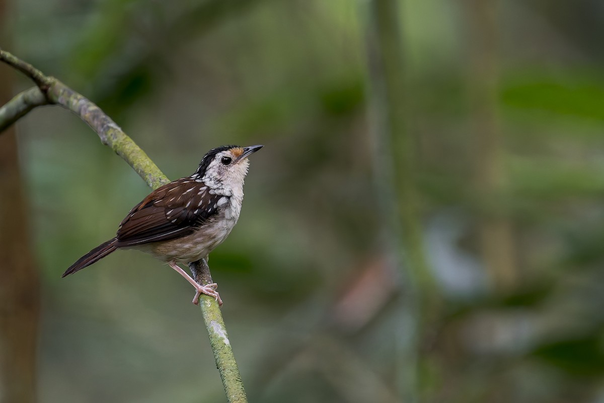 Striped Wren-Babbler - ML638142405
