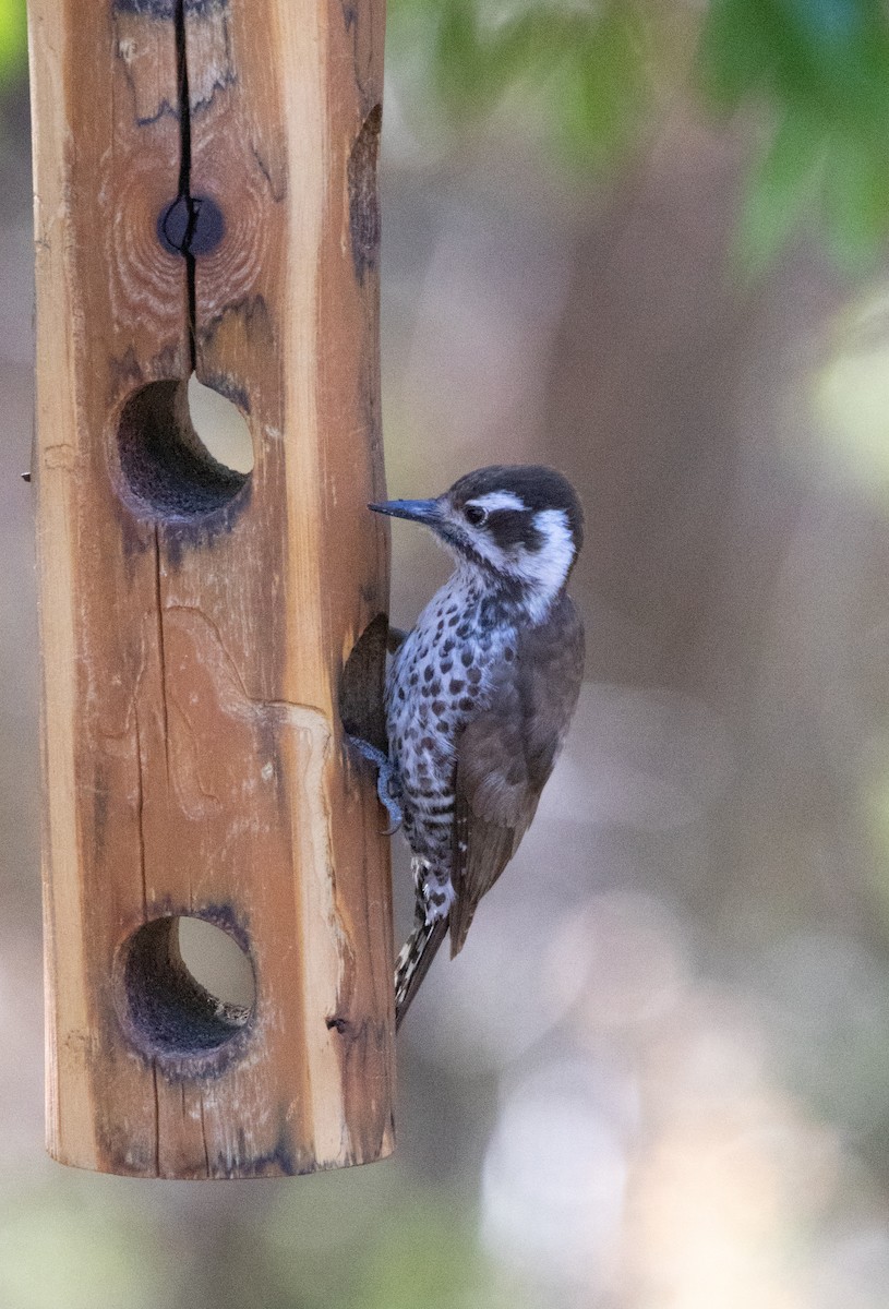 Arizona Woodpecker - ML638142409