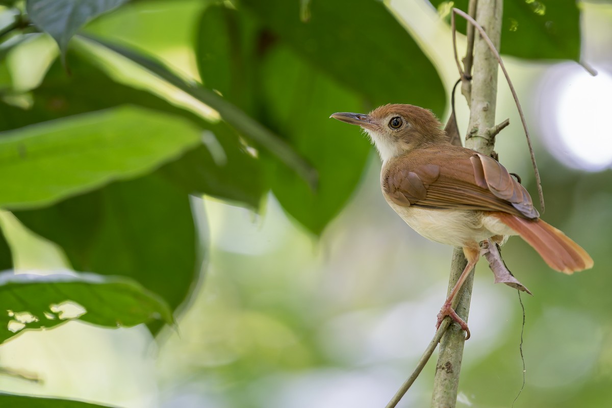 Ferruginous Babbler - ML638142410