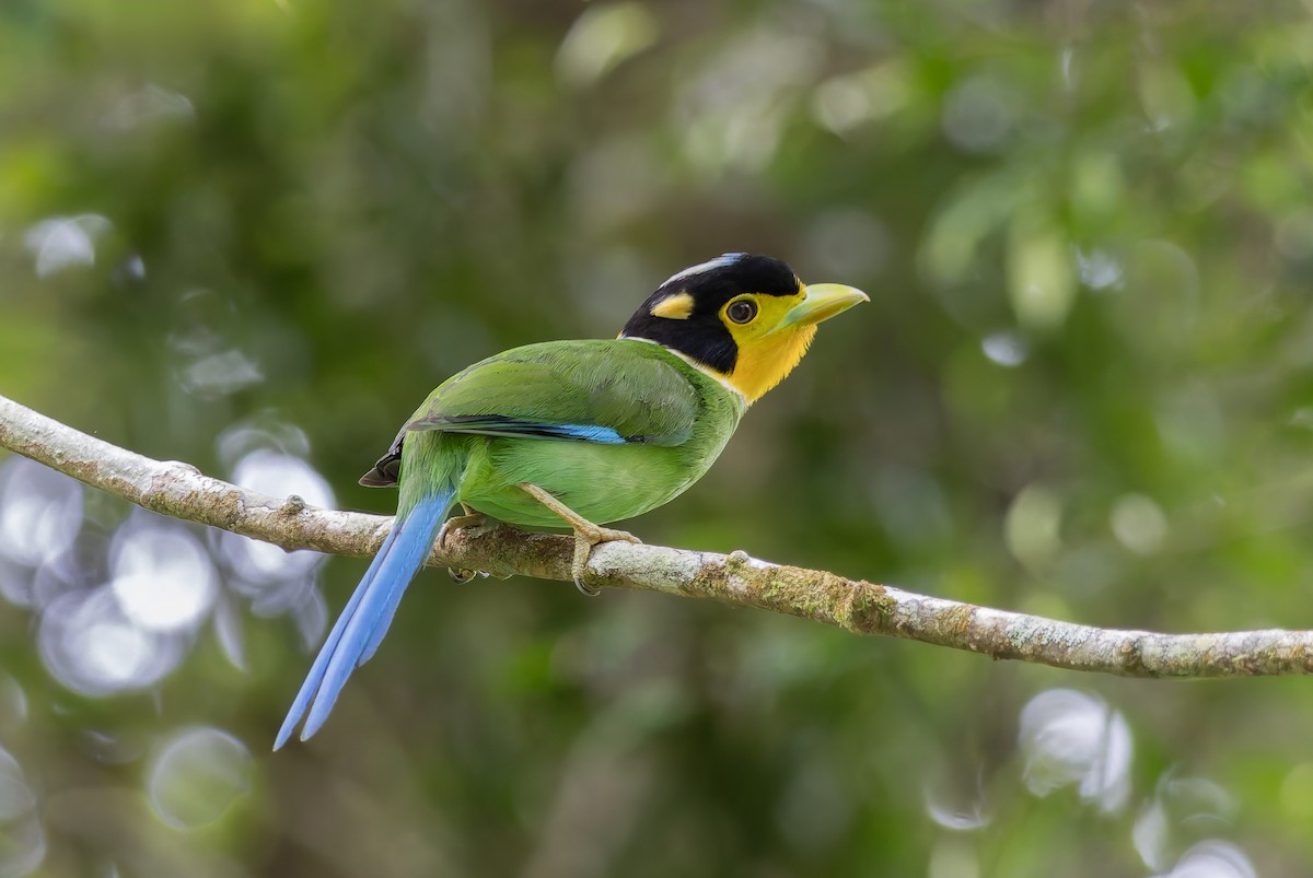 Long-tailed Broadbill - ML638142411