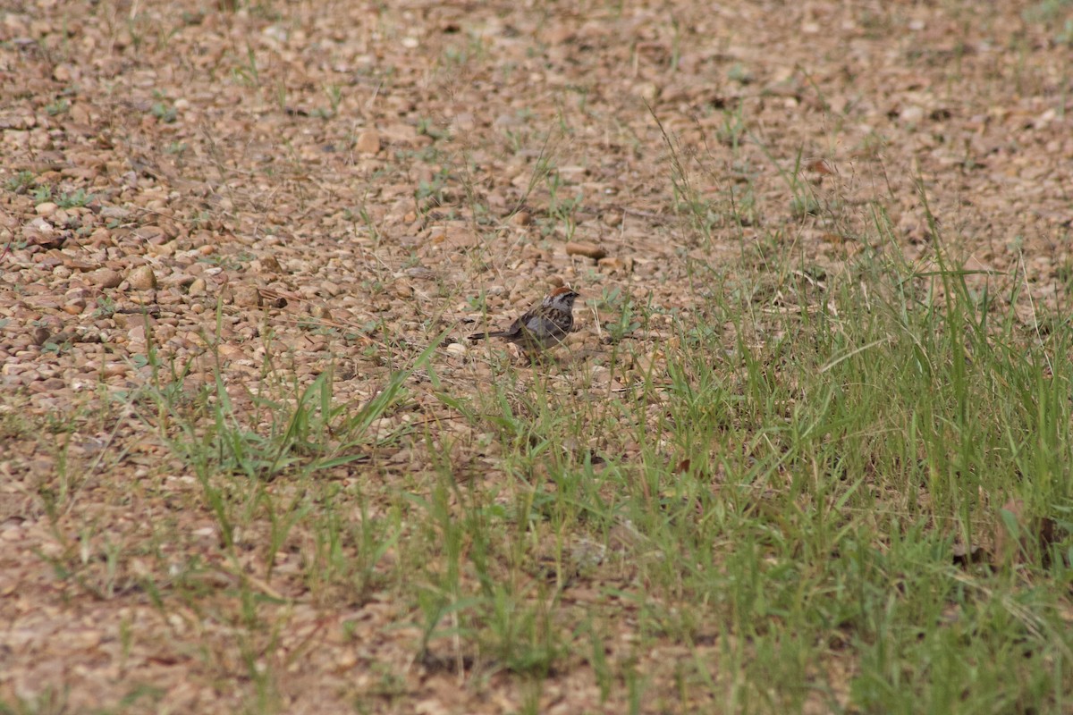 Chipping Sparrow - ML638142412