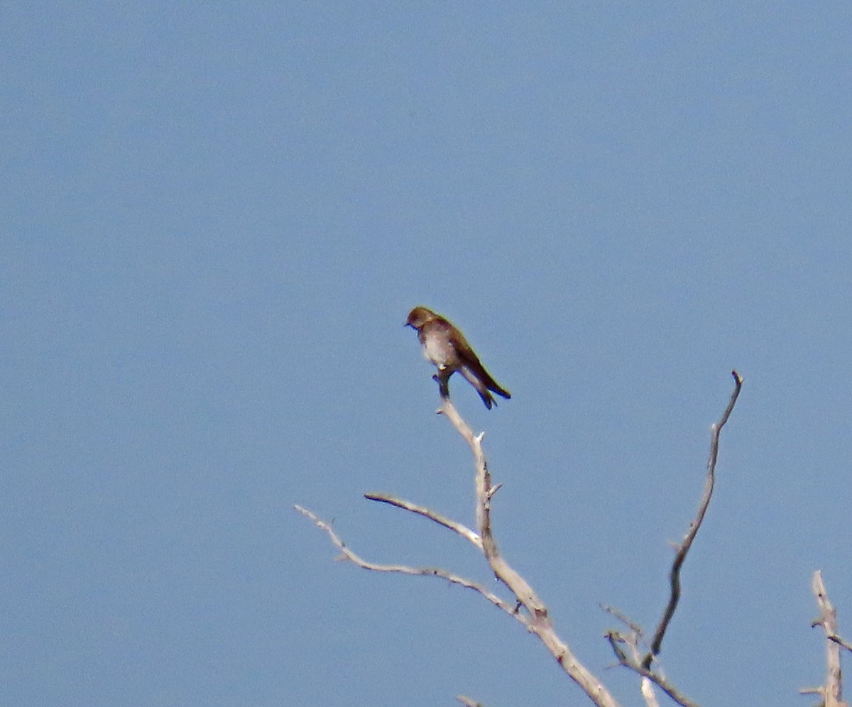 Northern Rough-winged Swallow - ML638142413