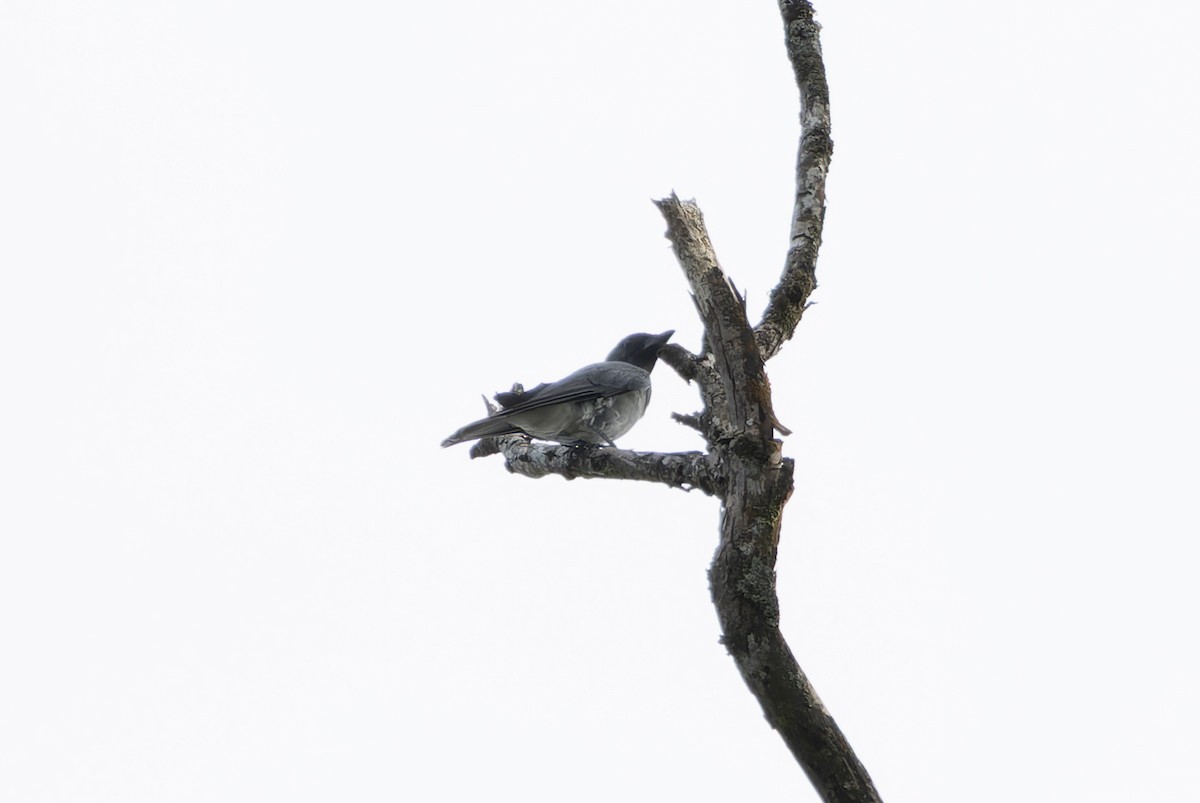 Malayan Cuckooshrike - ML638142415