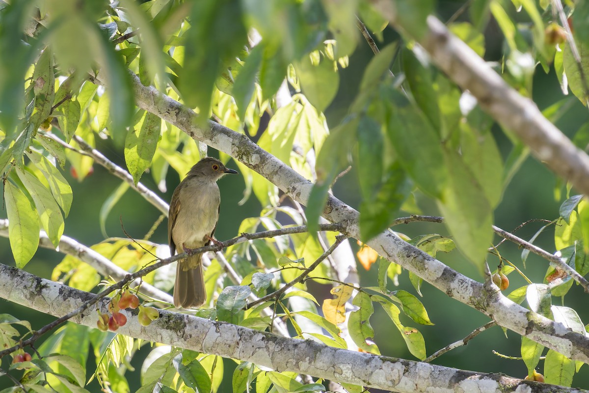 Spectacled Bulbul - ML638142416
