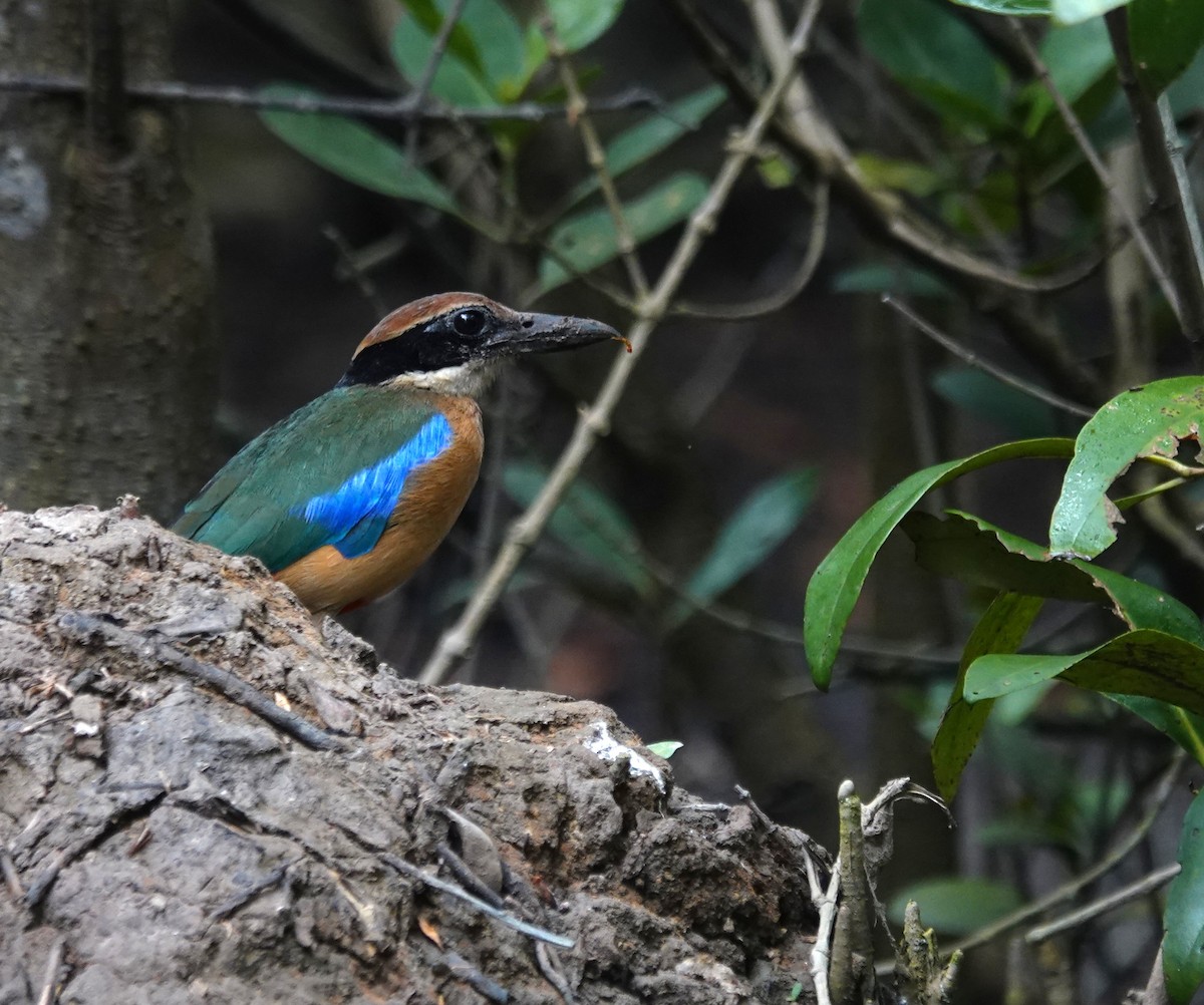 Mangrove Pitta - ML638142423