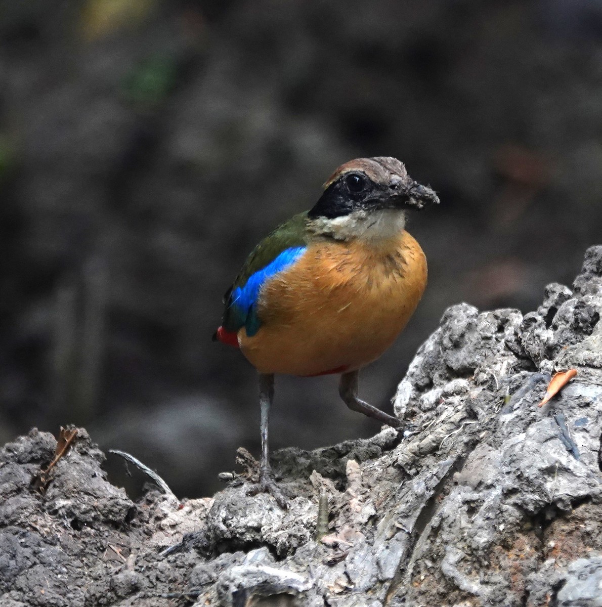 Mangrove Pitta - ML638142424