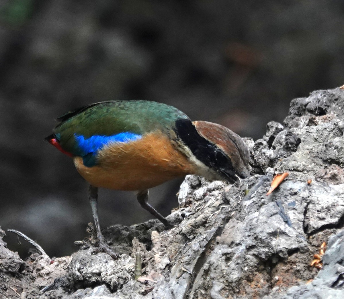 Mangrove Pitta - ML638142425