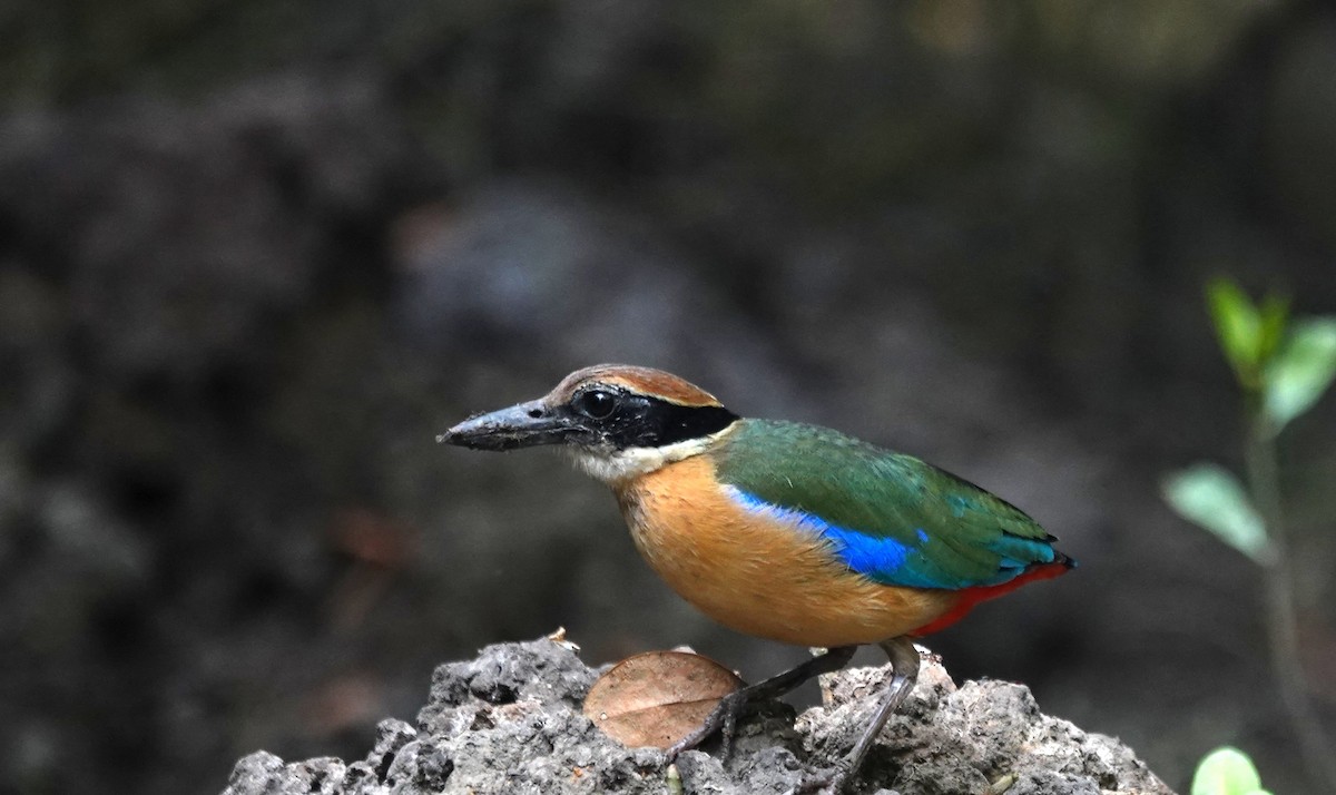 Mangrove Pitta - ML638142426