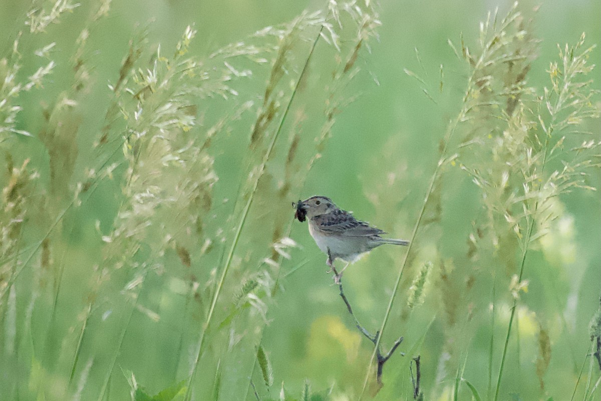 Grasshopper Sparrow - ML638142428