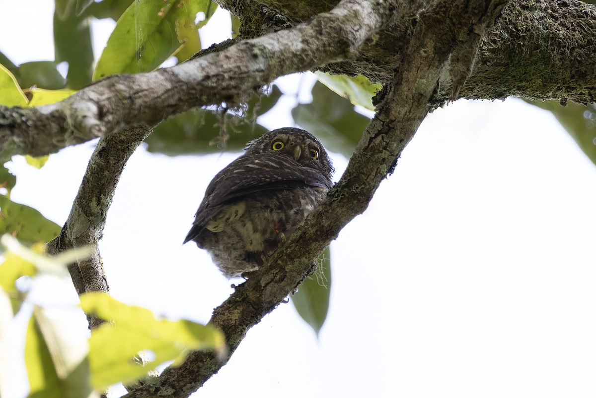 Collared Owlet - ML638142431