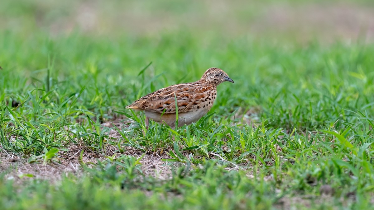 Small Buttonquail - ML638142434