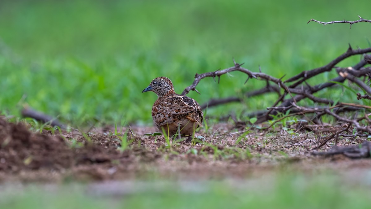 Small Buttonquail - ML638142435