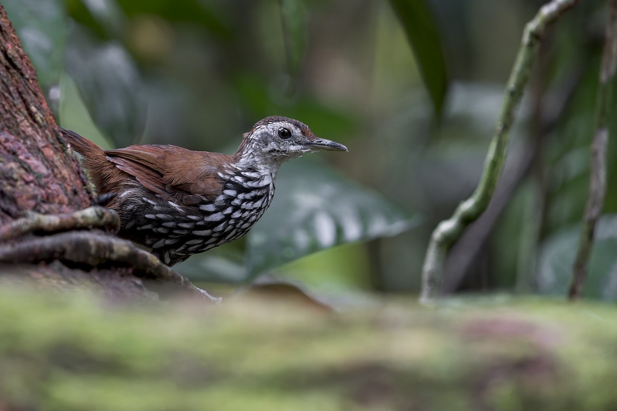 Bornean Wren-Babbler - ML638142439