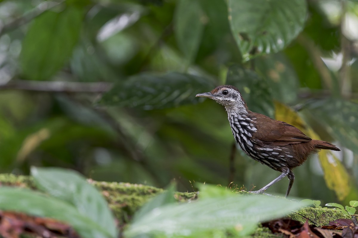 Bornean Wren-Babbler - ML638142440