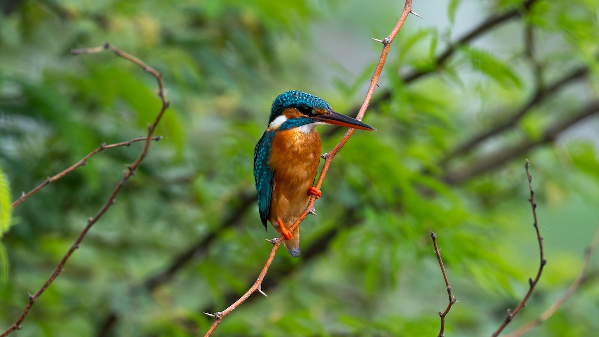 Common Kingfisher - ML638142467