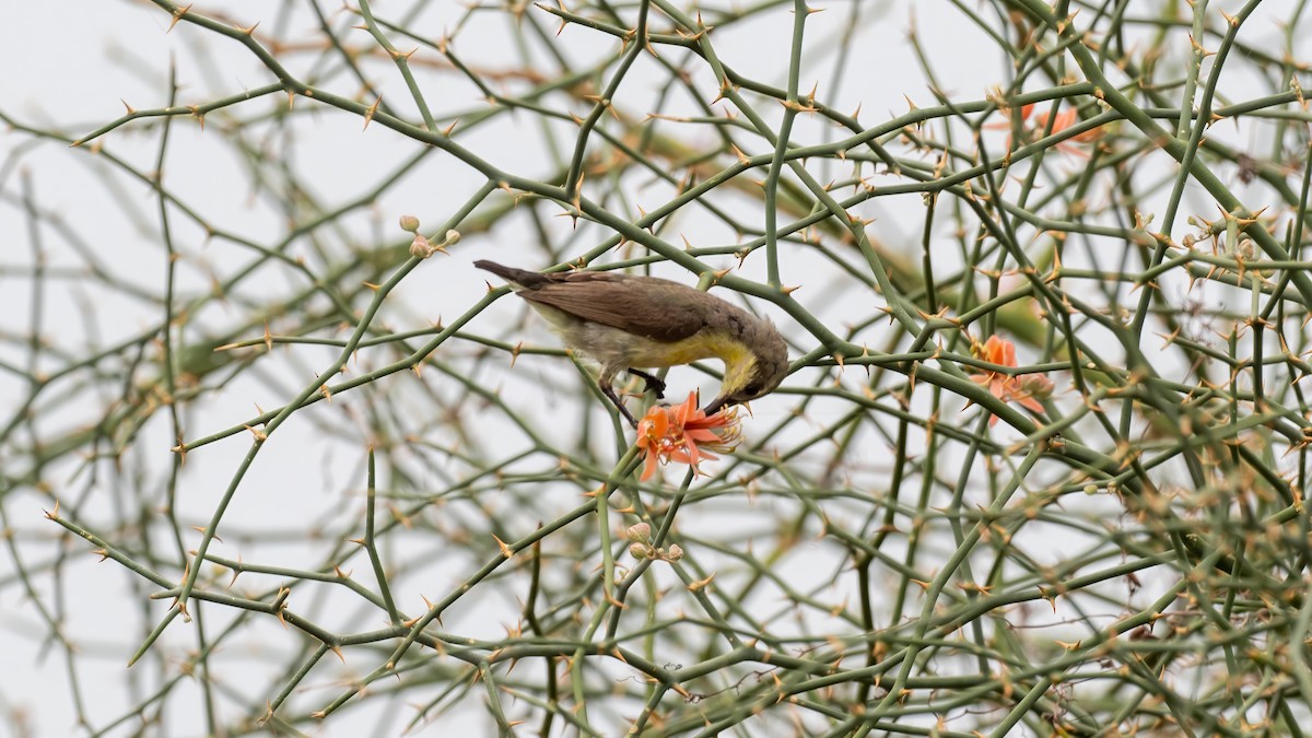 Purple Sunbird - ML638142483