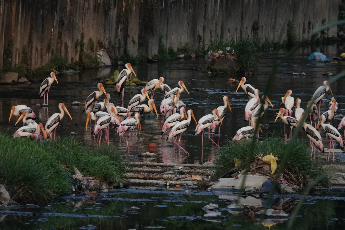 Painted Stork - ML638142490