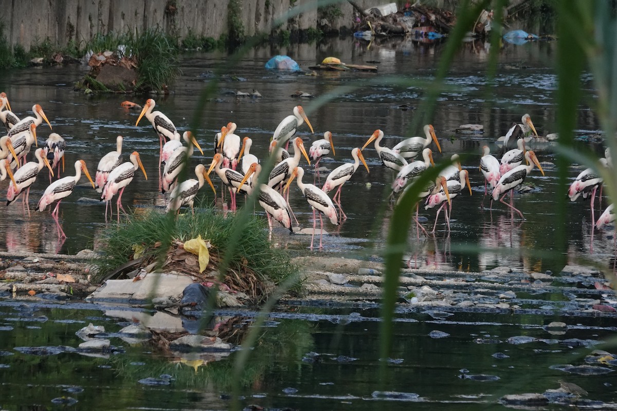 Painted Stork - ML638142491