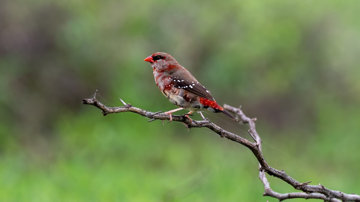 Red Avadavat - ML638142494