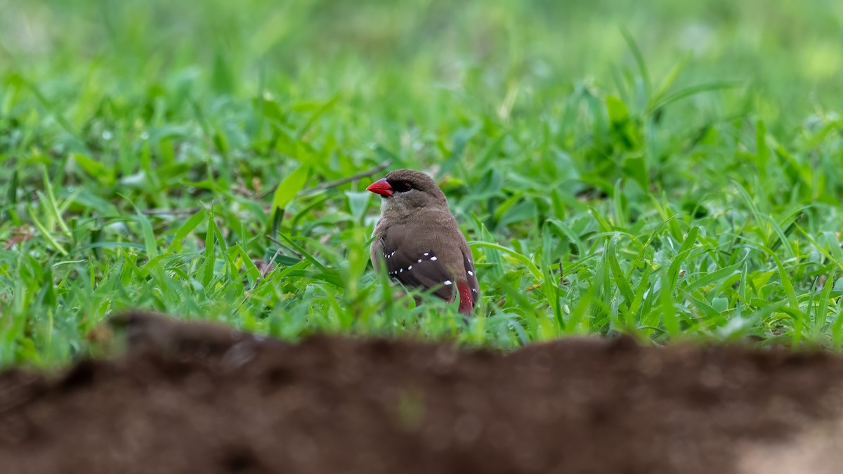 Red Avadavat - ML638142495