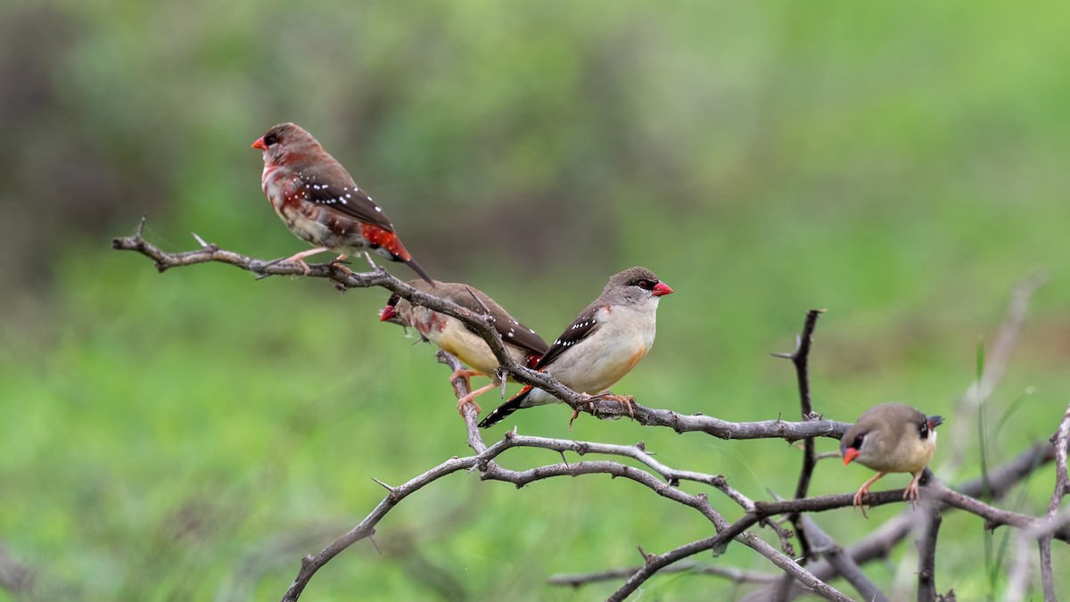 Red Avadavat - ML638142496