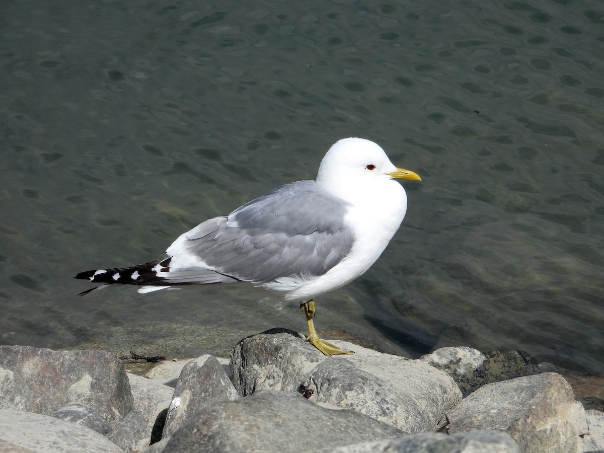Short-billed Gull - ML638142497