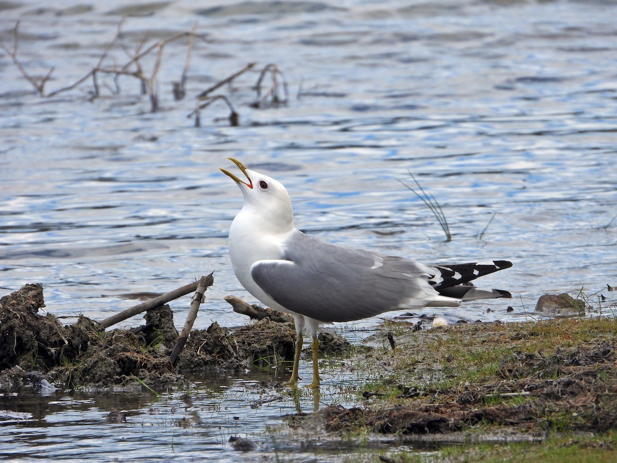 Short-billed Gull - ML638142498