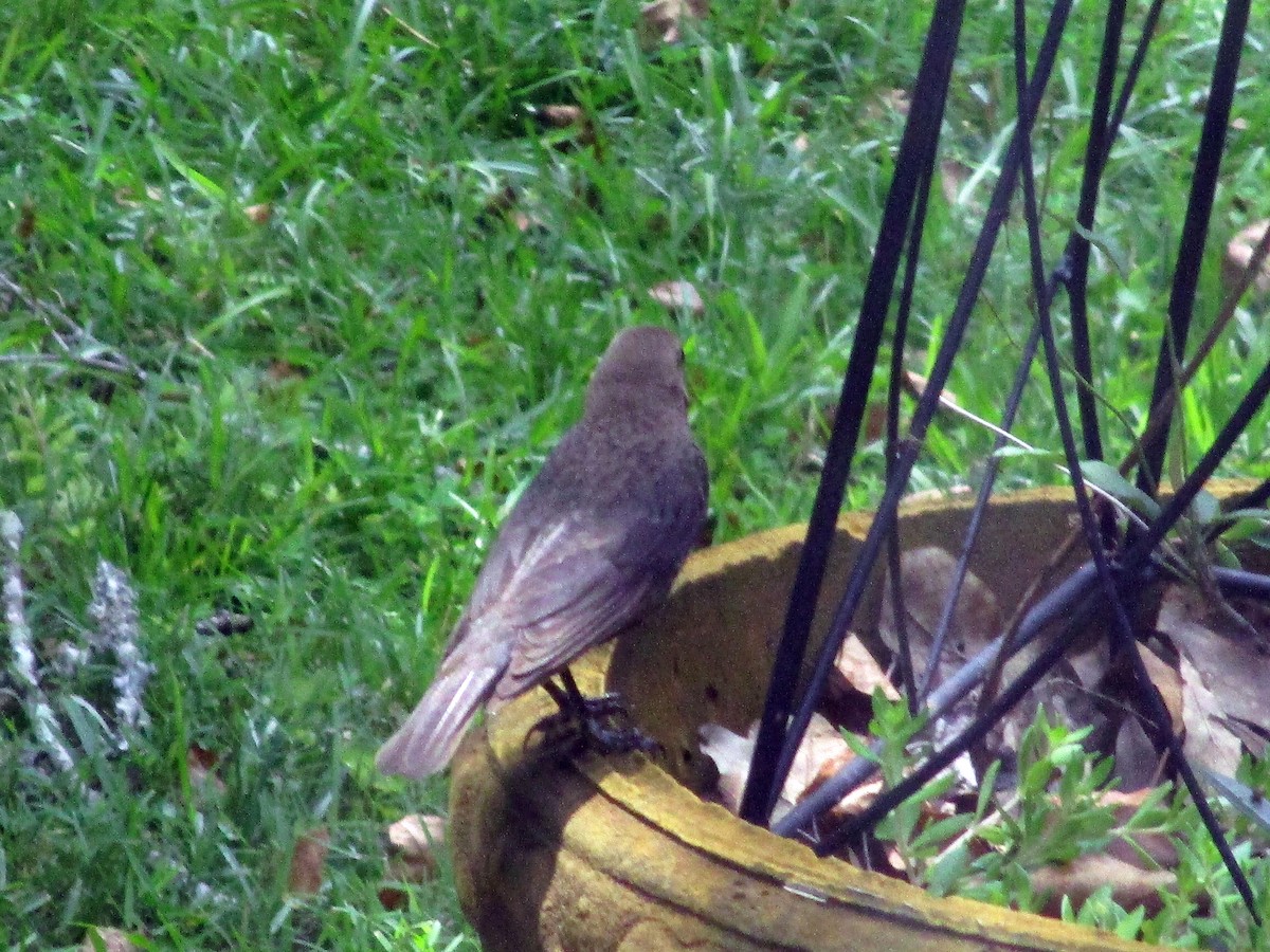 Brown-headed Nuthatch - ML638142500