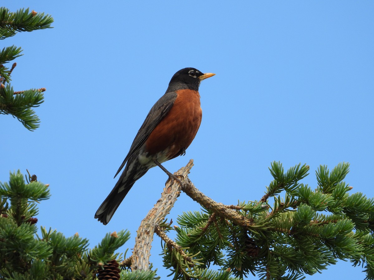American Robin - ML638142503