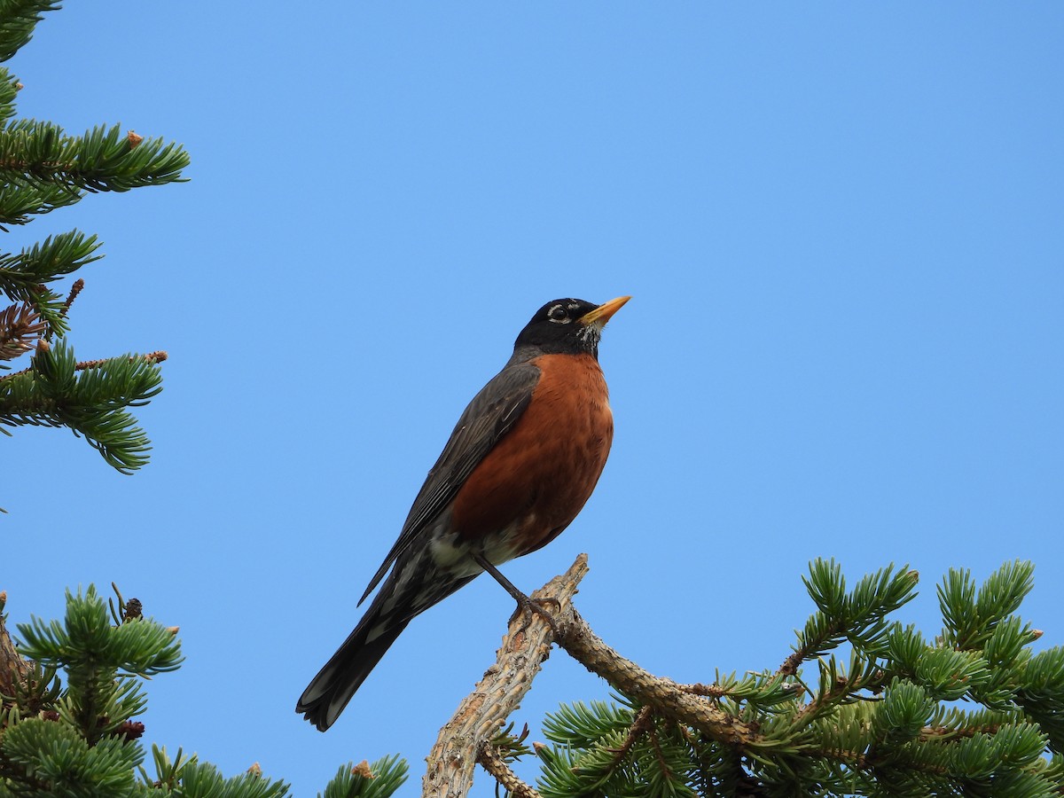 American Robin - ML638142504