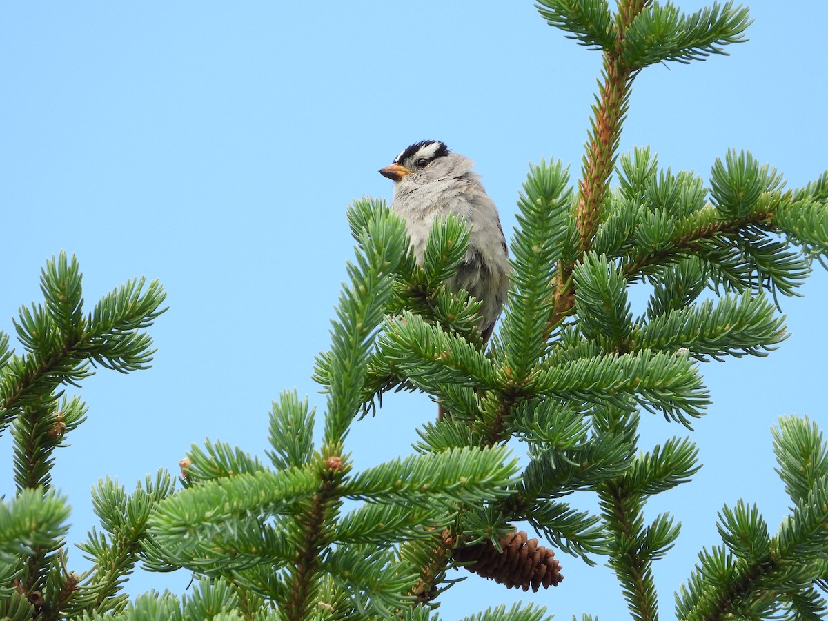 White-crowned Sparrow - ML638142514