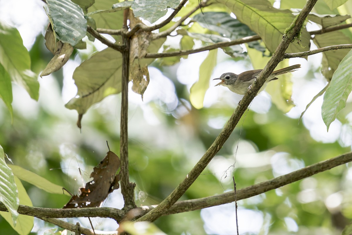 Moustached Babbler - ML638142519