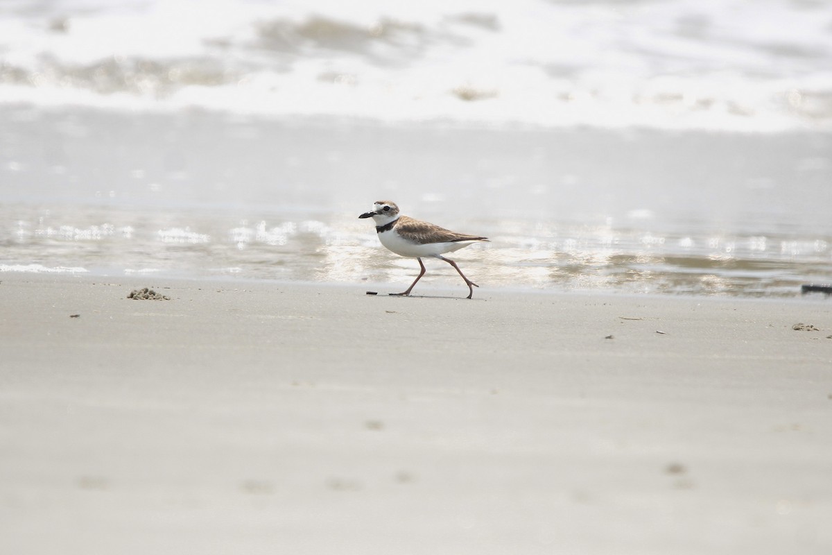 Wilson's Plover - ML638142520