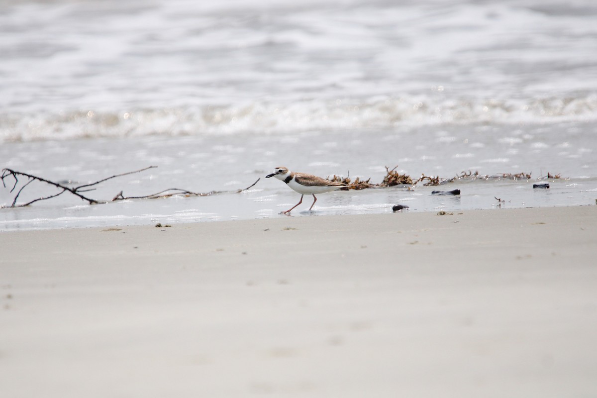 Wilson's Plover - ML638142522