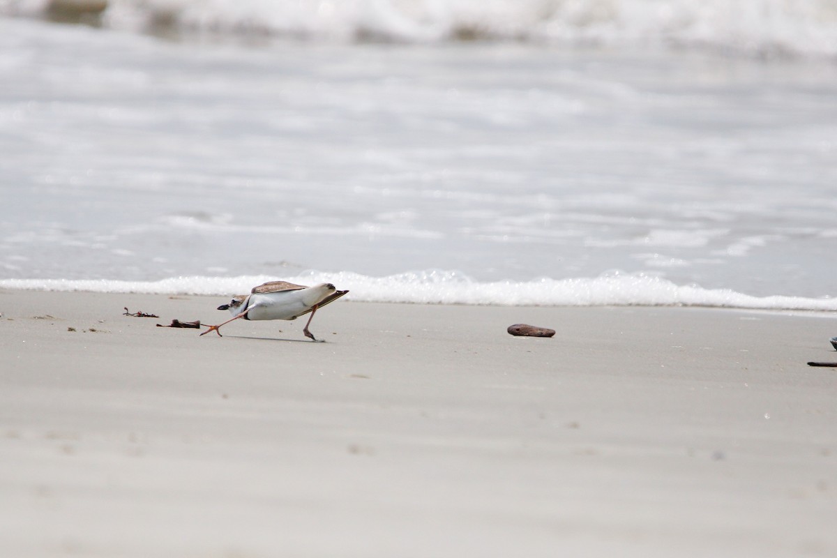 Wilson's Plover - ML638142523