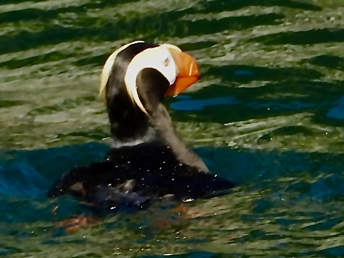 Tufted Puffin - ML638142524