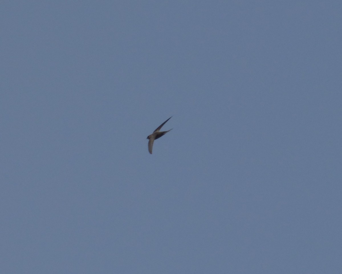Pallid Swift - ML638142525