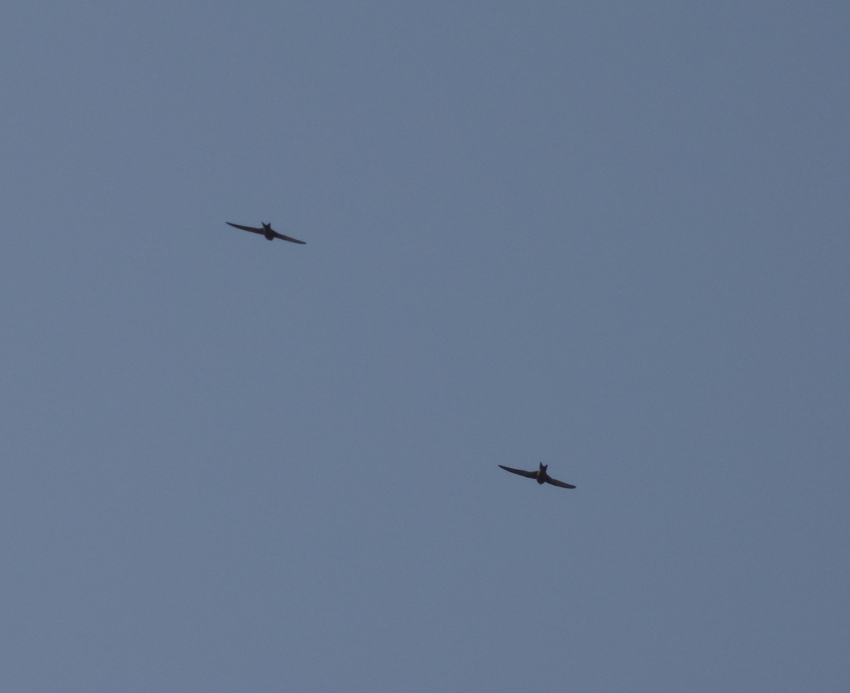 Pallid Swift - ML638142526