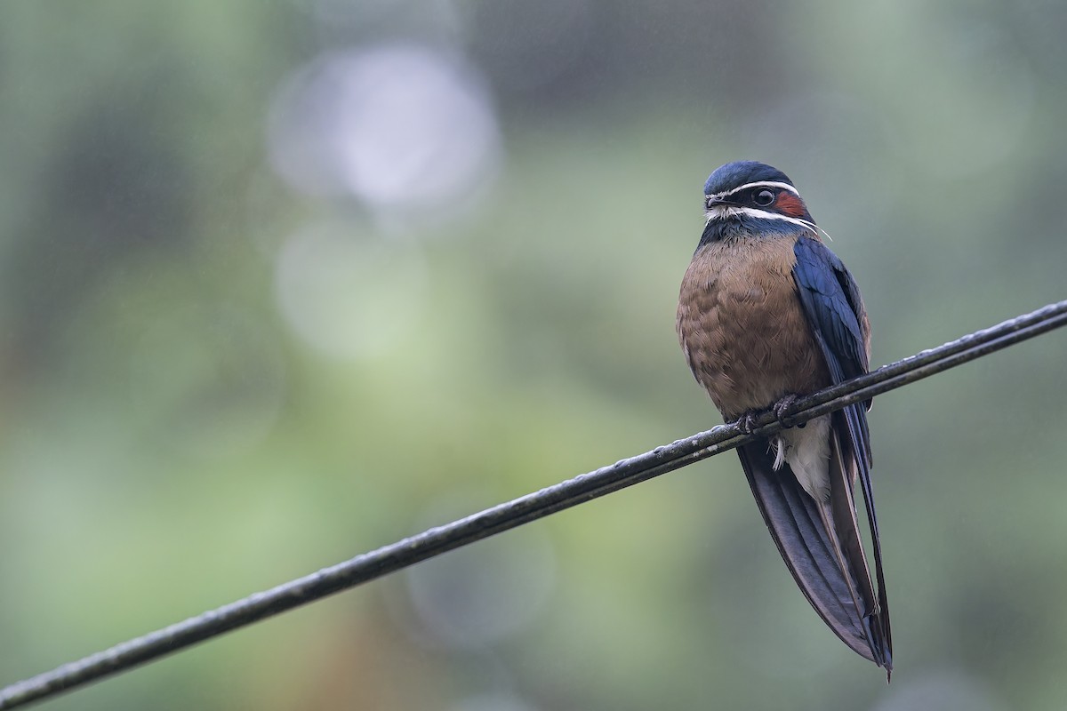 Whiskered Treeswift - ML638142530