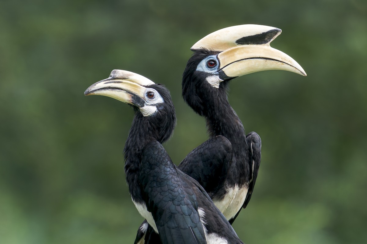 Oriental Pied-Hornbill - ML638142564